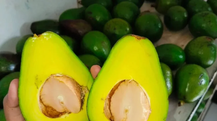 Manfaat Rutin Mengonsumsi Buah Alpukat untuk Menjaga Kesehatan Jantung