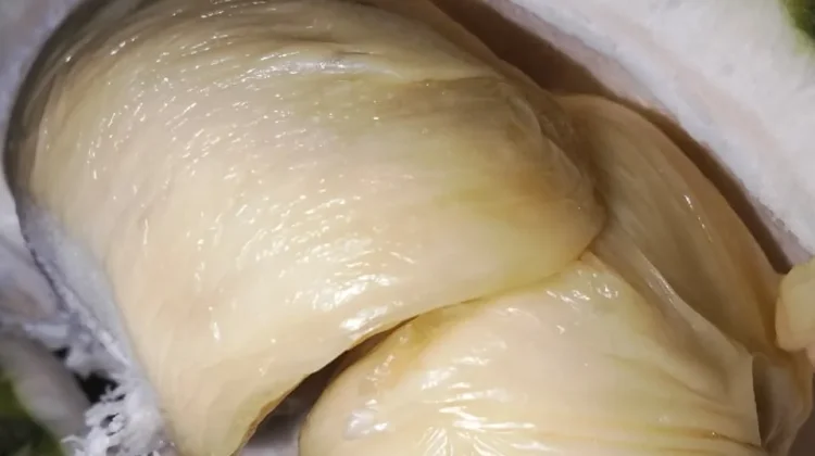 Bukan Sekadar Legit, Ini Rahasia di Balik Aroma Menyengat Buah Durian
