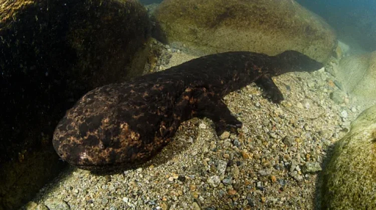 Penemuan Fosil Salamander Raksasa di Jepang Buka Babak Baru Sejarah Evolusi Amfibi