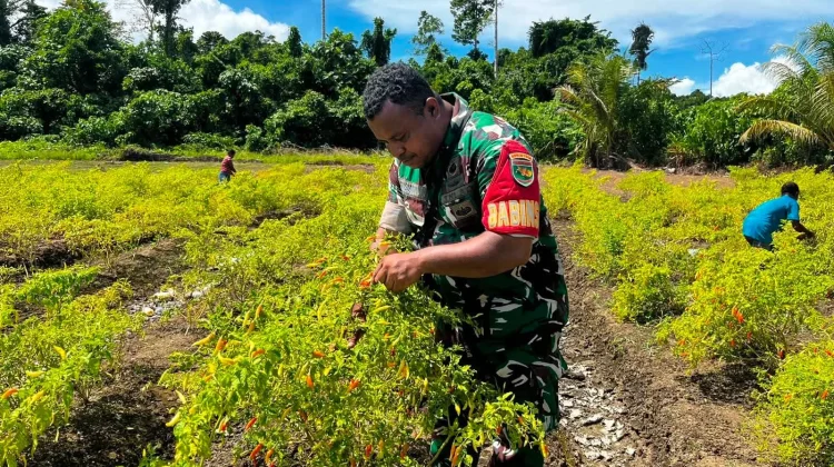 Babinsa Serui Panen Cabai di Kamanap Berjalan Penuh Semangat