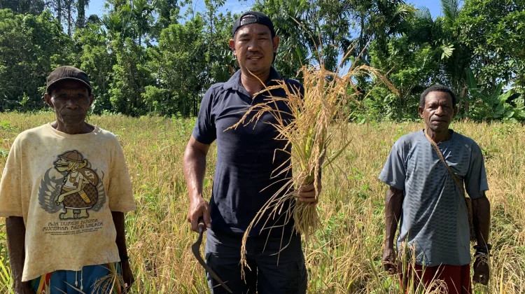 Rian Hendrik Masyarakat Kampung Sawenui Terus Kembangkan Padi Ladang