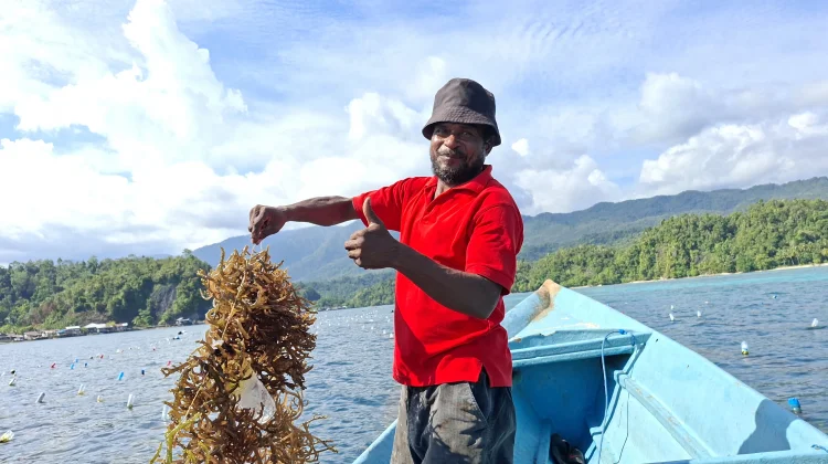 Sekali Panen Petani Rumput Laut Raup 15 Juta Rupiah