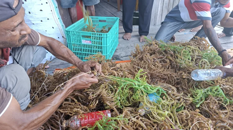 Kopernik PT Yamase Koborasi Jual Beli Rumput Laut Petani