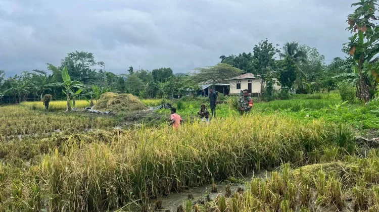 Babinsa Serui Warga Panen Padi Wujudkan Semangat Ketahanan Pangan