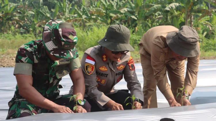 Kapolres Yapen Bersama Wakil Bupati dan Dandim Tanam 15.000 Bibit Cabai,