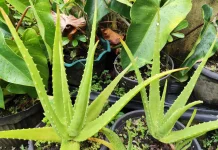 Lidah Buaya, Tanaman Sederhana dengan Segudang Manfaat