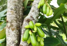 Belimbing Wuluh, Si Asam Segar Kaya Manfaat
