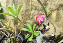 Kamboja Jepang, Tanaman Hias Cantik yang Mudah Dirawat