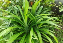 Daun Pandan, Pewangi Alami yang Kaya Manfaat