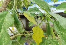 Terong Hijau, Sayuran Segar Kaya Nutrisi dari Pekarangan