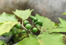 Tekokak, Buah Kecil dengan Manfaat Besar bagi Kesehatan