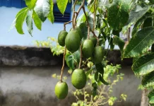 Kedondong, Buah Asam Segar yang Kaya Manfaat