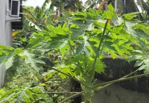 Daun Pepaya, Tanaman Pekarangan dengan Segudang Manfaat