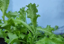 Daun Selada, Sayuran Segar yang Kaya Nutrisi