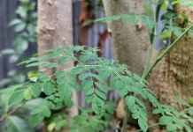 Daun Kelor, Tanaman Sederhana dengan Segudang Manfaat