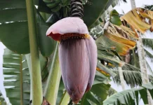 Jantung Pisang, Bahan Pangan Tradisional yang Kaya Manfaat