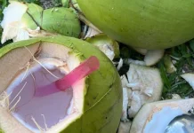Kelapa Muda, Pelepas Dahaga Alami saat Berbuka Puasa