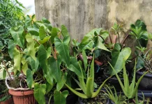 Manfaat Menanam Tanaman di Rumah