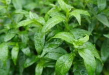 Manfaat Konsumsi Daun Sambiloto