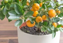Tujuh Rekomendasi Pohon Buah Mini Mudah dirawat