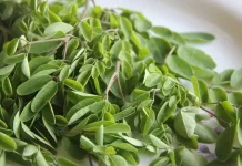 Daun Kelor Bisa Saring Mikroplastik, namun Ada Kendala.