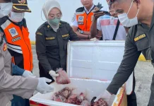 Karantina Papua Perketat Pengawasan, Tolak Daging tanpa Dokumen di Serui