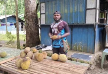 Musim Durian Bawa Keuntungan bagi Pemilik Wisata Manainumi