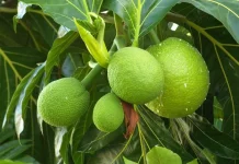 Khasiat Buah Sukun yang Jarang Diketahui