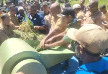 Gubernur Papua Panen Padi Perdana Dorong Yapen Jadi Lumbung Pangan