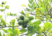 Fakta Menarik Tentang Jeruk Nipis yang Jarang Diketahui