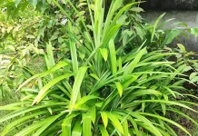 Daun Pandan: Tanaman Wangi dengan Banyak Manfaat