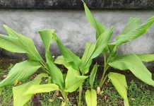Kandungan Nutrisi Daun Kunyit dan Manfaatnya bagi Tubuh