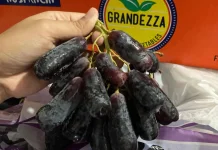 Mengenal Anggur Jari yang Sedang Viral
