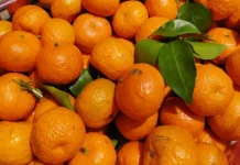 Kandungan Vitamin C dalam Buah Jeruk