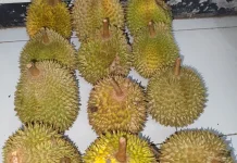 Mengenal Kandungan Vitamin dan Mineral dalam Buah Durian