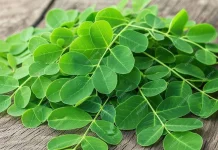 Daun Kelor, Superfood Lokal dengan Segudang Manfaat