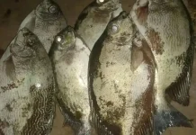 Kaya Omega-3, Ini Deretan Manfaat Ikan Samandar bagi Kesehatan Tubuh