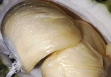 Bukan Sekadar Legit, Ini Rahasia di Balik Aroma Menyengat Buah Durian