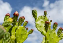 Mengenal Manfaat Kaktus: Superfood Baru yang Naik Daun di Jepang