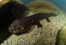 Penemuan Fosil Salamander Raksasa di Jepang Buka Babak Baru Sejarah Evolusi Amfibi