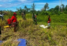 Babinsa Serui Warga Padi Momentum Pererat Kebersamaan