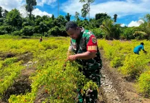 Babinsa Serui Panen Cabai di Kamanap Berjalan Penuh Semangat