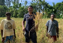 Rian Hendrik Masyarakat Kampung Sawenui Terus Kembangkan Padi Ladang