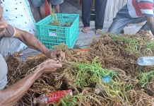 Kopernik PT Yamase Koborasi Jual Beli Rumput Laut Petani