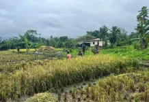 Babinsa Serui Warga Panen Padi Wujudkan Semangat Ketahanan Pangan