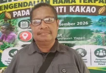 Sekolah Lapang PHT Kakao Dorong Produktivitas Petani Yapen