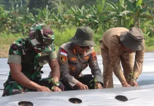 Kapolres Yapen Bersama Wakil Bupati dan Dandim Tanam 15.000 Bibit Cabai,