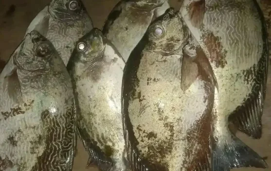 Kaya Omega-3, Ini Deretan Manfaat Ikan Samandar bagi Kesehatan Tubuh