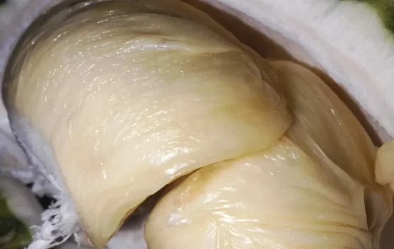 Bukan Sekadar Legit, Ini Rahasia di Balik Aroma Menyengat Buah Durian
