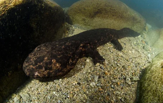 Penemuan Fosil Salamander Raksasa di Jepang Buka Babak Baru Sejarah Evolusi Amfibi